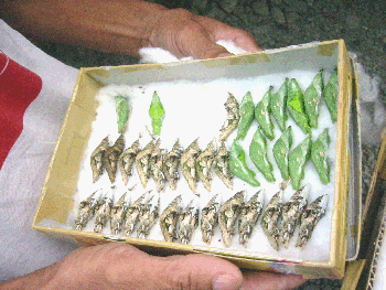 Butterfly research. We installed the Philippine's largest butterfly enclosure and ranch within a metropolis, at the Wackwack Golf and Country Club