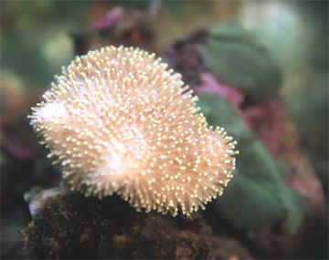 Tank raised soft coral. Photo taken June 7, 1999,  from coral propagation research. We needed to maintain water quality, via natural methods, at all times.